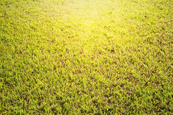 Hierba verde bajo la luz del sol en la puesta del sol, Fondo de la naturaleza — Foto de Stock