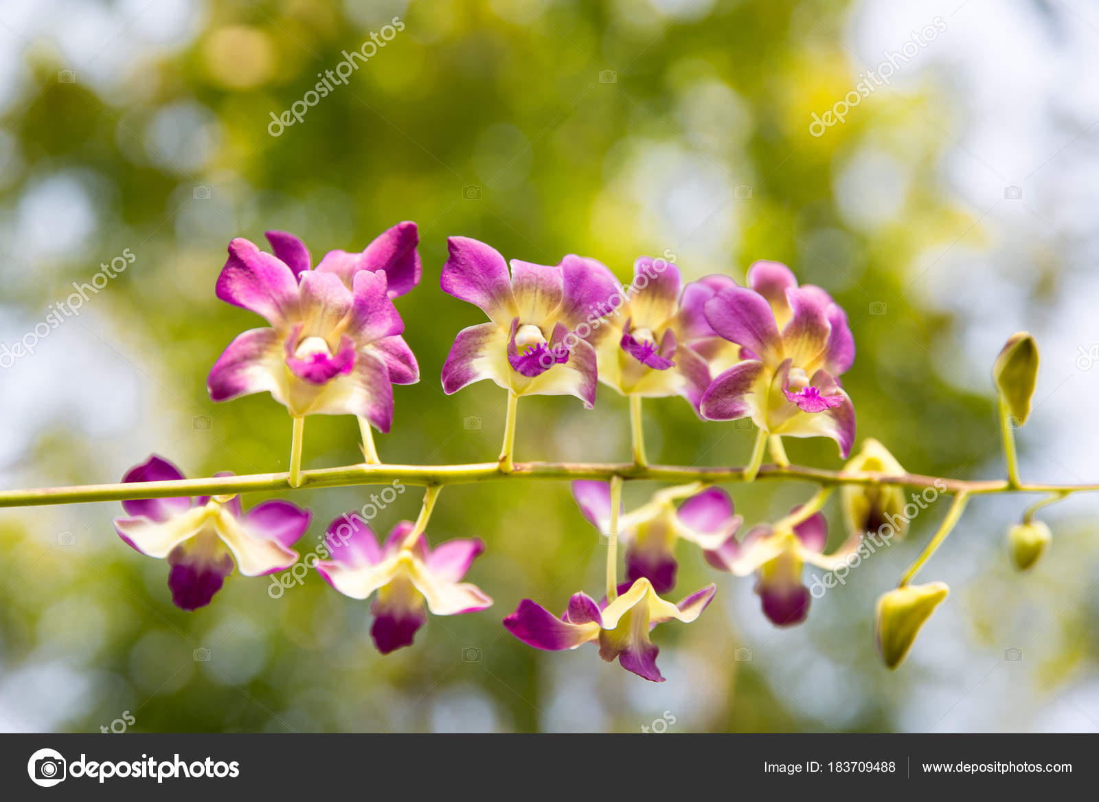 Light Purple Color Phalaenopsis Orchid Flowers With Natural Gree Stock Photo C Djetawat 183709488