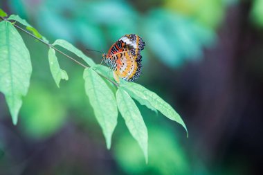 Çiçek veya yeşil bahçe ağacında kelebek