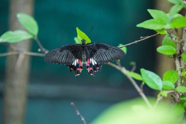 Çiçek veya yeşil bahçe ağacında kelebek