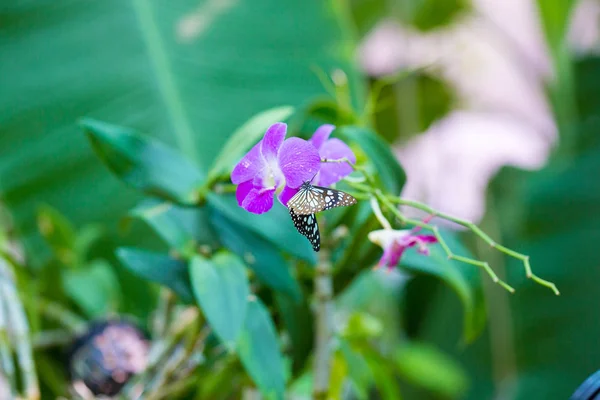 Mariposa en flor o árbol en jardín verde — Foto de Stock