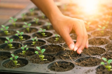 Koolhaus çiçek tohum ağaç, env dikmek için kreş kasetlerine el