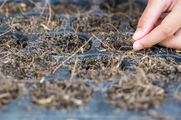 Hand van droping bloemzaden in kwekerij trays voor de aanplant van de boom, env — Stockfoto