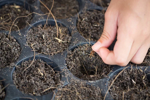 Hand van droping bloemzaden in kwekerij trays voor de aanplant van de boom, env — Stockfoto