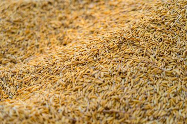 Yakın plan çeltik pirinç yığını, pirinç tohumu arka plan