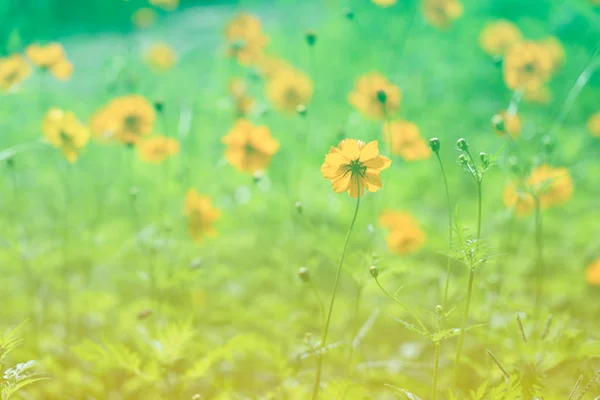Blühender Schwefel Kosmos Blume auf dem Feld im Frühling oder Sommer, schreien — Stockfoto