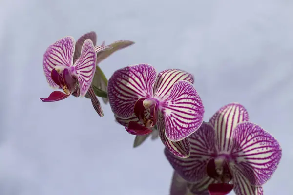 Primo Piano Una Fioritura Del Gambo Del Orchid — Foto Stock