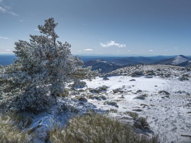 Madrid 'in Sierra de Guadarrama' sındaki karlı orman.