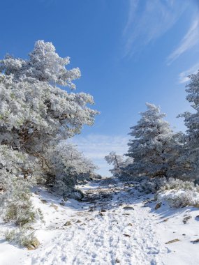 Madrid 'in Sierra de Guadarrama' sındaki karlı orman.