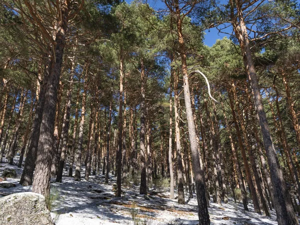 Forêt Enneigée Sierra Guadarrama Madrid — Photo