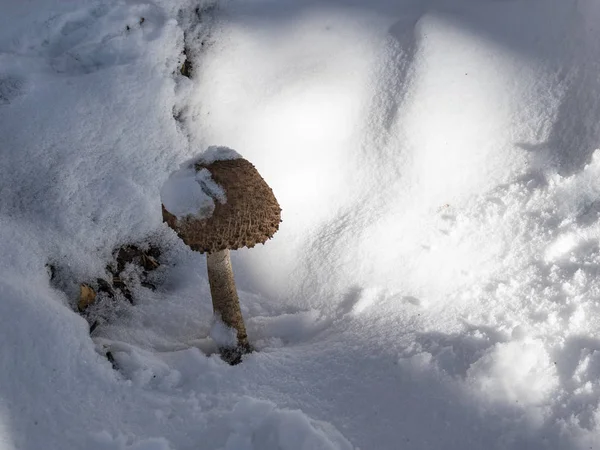 Schneebedeckter Pilz Verschneiter Landschaft — Stockfoto