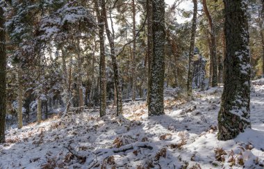 Madrid 'in Sierra de Guadarrama' sındaki karlı orman.