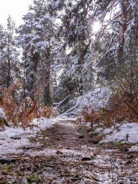 Madrid 'in Sierra de Guadarrama' sındaki karlı orman.