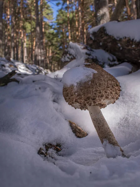 Snow Covered Mushroom Snowy Landscape — Stock Photo, Image