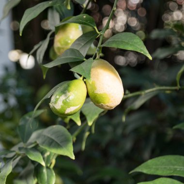 Ağaçtaki meyve bitkilerinin ayrıntıları