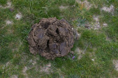 Bir Çiçeğin Yanında İnek Dışkısı