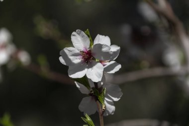 Badem ağaçları Şubat 'ın son günlerinde çiçek açıyor.
