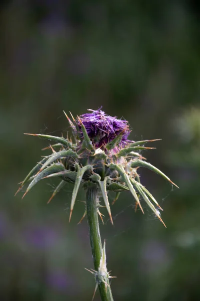 Lente Begint Bloeien Distel Detail Selectieve Focus — Stockfoto