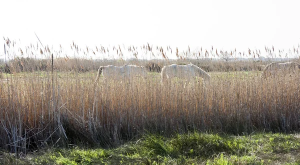 Θρυλικά Λευκά Άλογα Του Βάλτου Camargue Γαλλία Περιφέρονται Ελεύθερα Και — Φωτογραφία Αρχείου