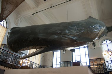 Monako Okyanus Müzesi 07 Ekim 2009. Bir ispermeçet balinası modeli. Physeter makrocephalus ya da kakalot, dişli balinaların en büyüğü ve en büyük dişli yırtıcıdır..