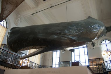 Monaco Oceanographic Museum 07. oct, 2009. Mockup of a sperm whale.  Physeter macrocephalus or cachalot is the largest of the toothed whales and the largest toothed predator. clipart