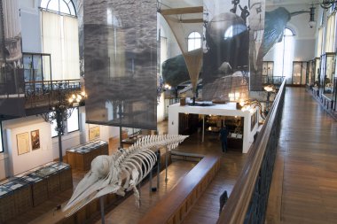 Monako Okyanus Müzesi 07 Ekim 2009. Bir ispermeçet balinası iskeleti. Physeter makrocephalus ya da kakalot, dişli balinaların en büyüğü ve en büyük dişli yırtıcıdır..