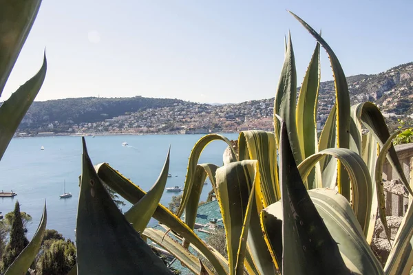 Saint Jean Cap Ferrat France Apr 2012 Agave Americana Garden — Stock Photo, Image