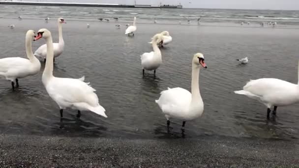 Witte Zwanen Oostzee Zwanen Lopen Langs Zee Sopot Polen Reisconcept — Stockvideo