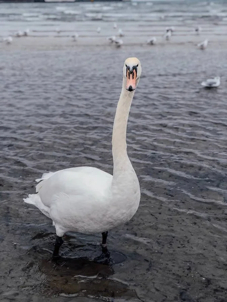 White Swans Baltic Sea Swans Walk Sea Sopot Poland Travel — Stock Photo, Image