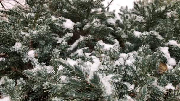 大雪从天而降落在杜松子树上的特写 视频与雪 气象适用性 促销视频 自然与天气状况视频 — 图库视频影像
