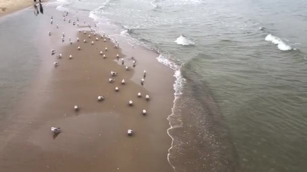 Seagulls Cormorants Coast Baltic Sea Gdansk Poland — Stok video