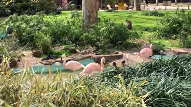 Flamingos Cor Rosa Zoológico Barcelona Espanha Fotografia Aves — Vídeo de Stock