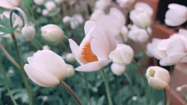 Flores Blancas Jardín Balancean Del Viento Cultivo Plantas Jardín Fondo — Vídeos de Stock