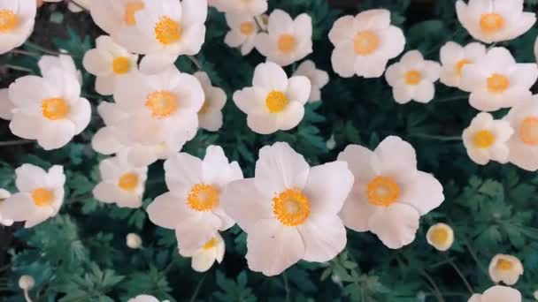 Flores Blancas Jardín Balancean Del Viento Cultivo Plantas Jardín Fondo — Vídeo de stock