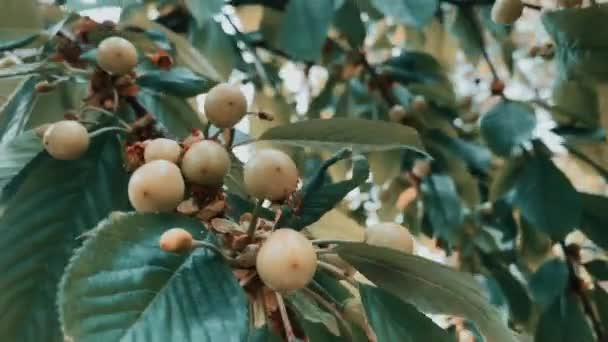 Rüzgardan Kiraz Karışımı Olgunlaştırıyorum Meyve Yetiştiren Bitkiler Ağaçlar — Stok video