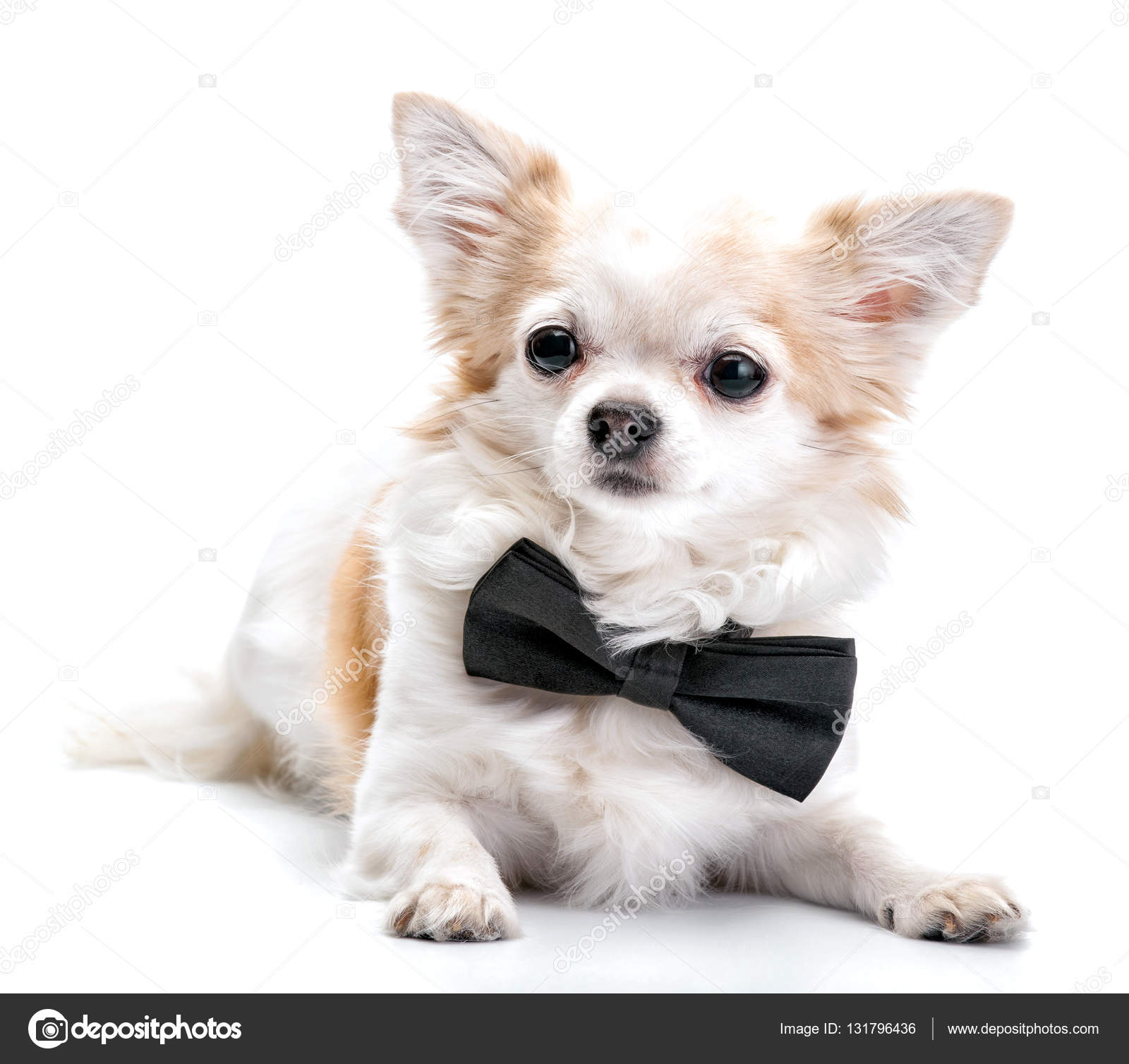 Chihuahua dog with black bow tie isolated on white background