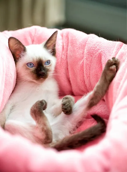 Adorable Thai kitten in pink pet bed — Stock Photo, Image