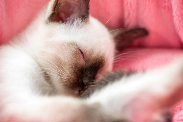 Dozing Thai kitten in pink pet bed close-up — Stock Photo, Image