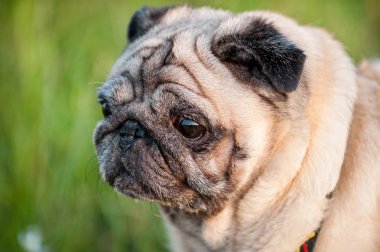 eski pug köpek ağızlık yakın çekim 