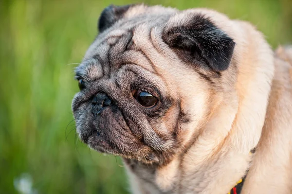 Old pug dog muzzle close-up — Stock Photo, Image