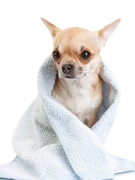 Pes Chihuahua zabalený v modrém ručníku izolovaných na bílém pozadí — Stock fotografie