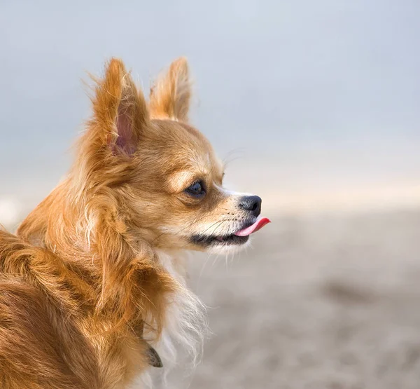 Rode chihuahua portret op natuurlijke achtergrond — Stockfoto