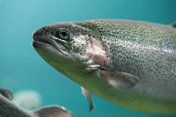 Rainbow trout  close-up  under water — Stock Photo, Image