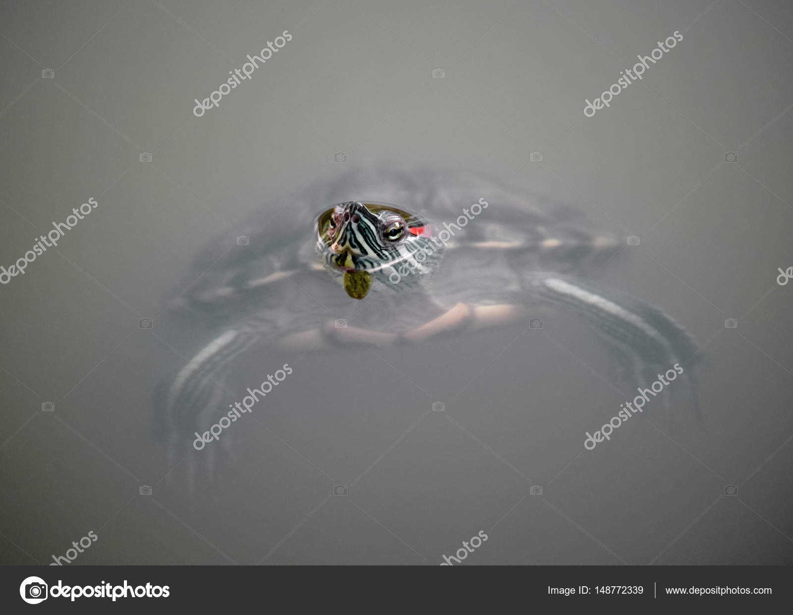 Slider dalle orecchie rosse Foto Stock, Slider dalle orecchie rosse Immagini | Depositphotos