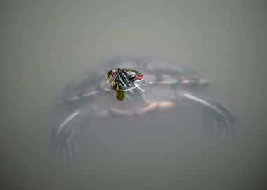 Kırmızı kulaklı kaymak kaplumbağa gölet su üzerinde kafa ile 