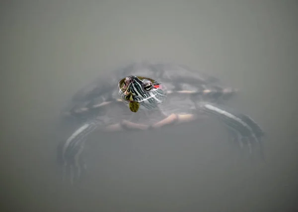 Tartaruga slider de orelhas vermelhas na lagoa com cabeça sobre a água — Fotografia de Stock