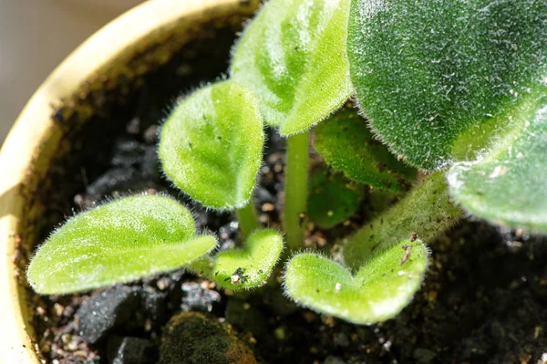 Young rosette of African violet close-up after spring potting — Stockfoto