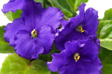 African violet (Menekşe ionantha) önümüzdeki makro beyaz arka plan üzerinde