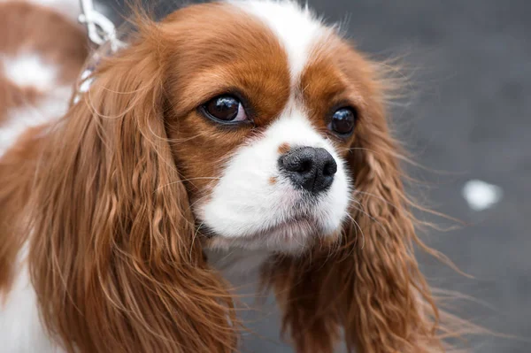 Cavalier King Charles Spaniel portrait outdoor on gray background — Stock Photo, Image