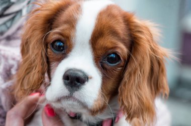 Cavalier King Charles Spaniel köpek yavrusu portre yakın çekim 
